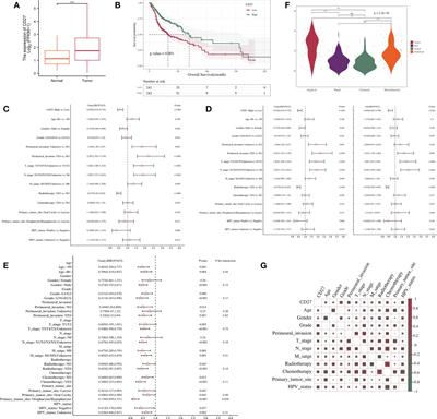 Constrast-enhanced computed tomography radiomics predicts CD27 expression and clinical prognosis in head and neck squamous cell carcinoma